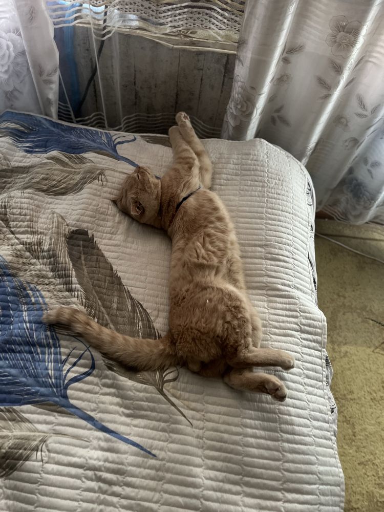 Кот скотиш страйт