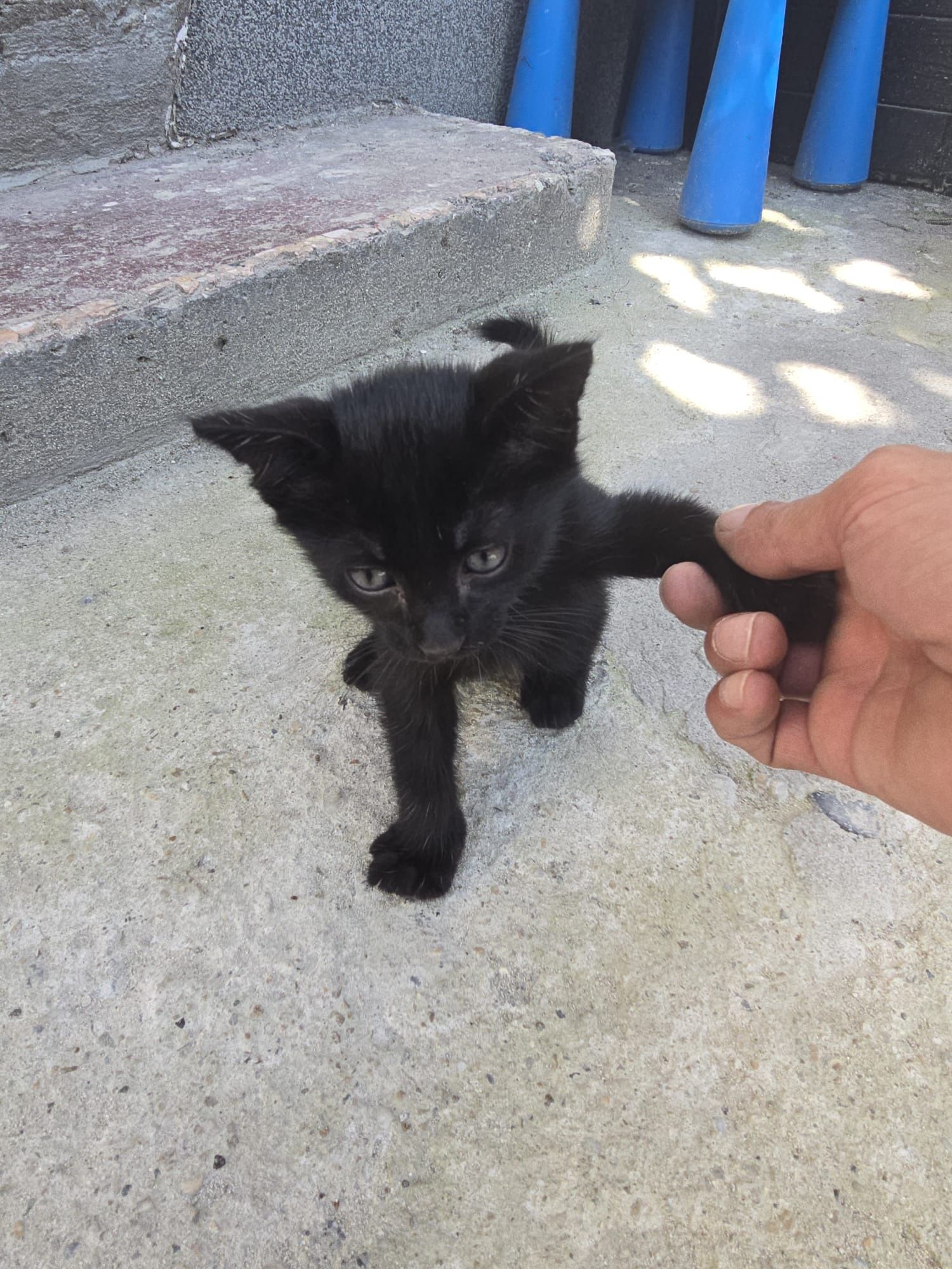 Pisicute spre adoptie