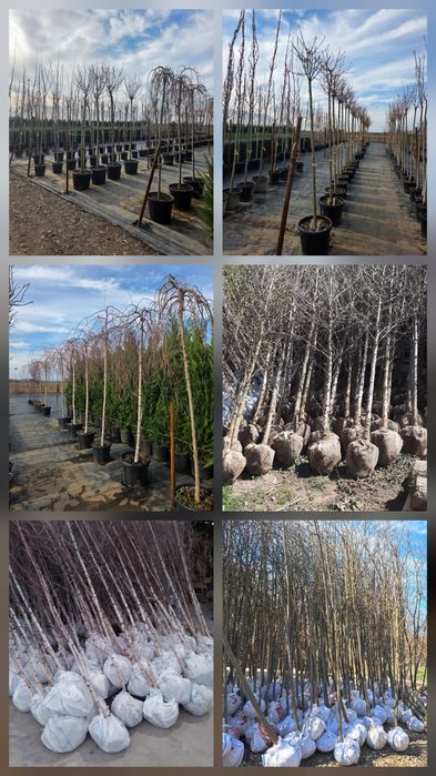 Vindem Magnoli Grandiflora Palmieri etc