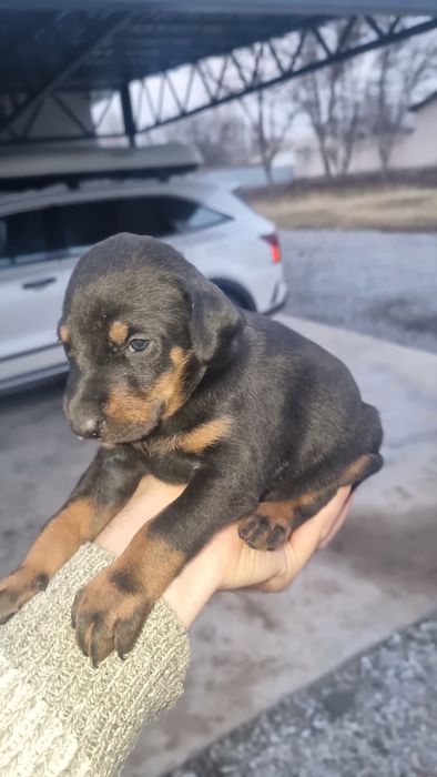 В продаже чистокровные щенки добермана