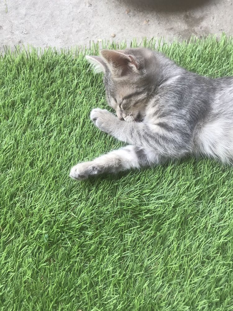 Подарявам с малки котенца