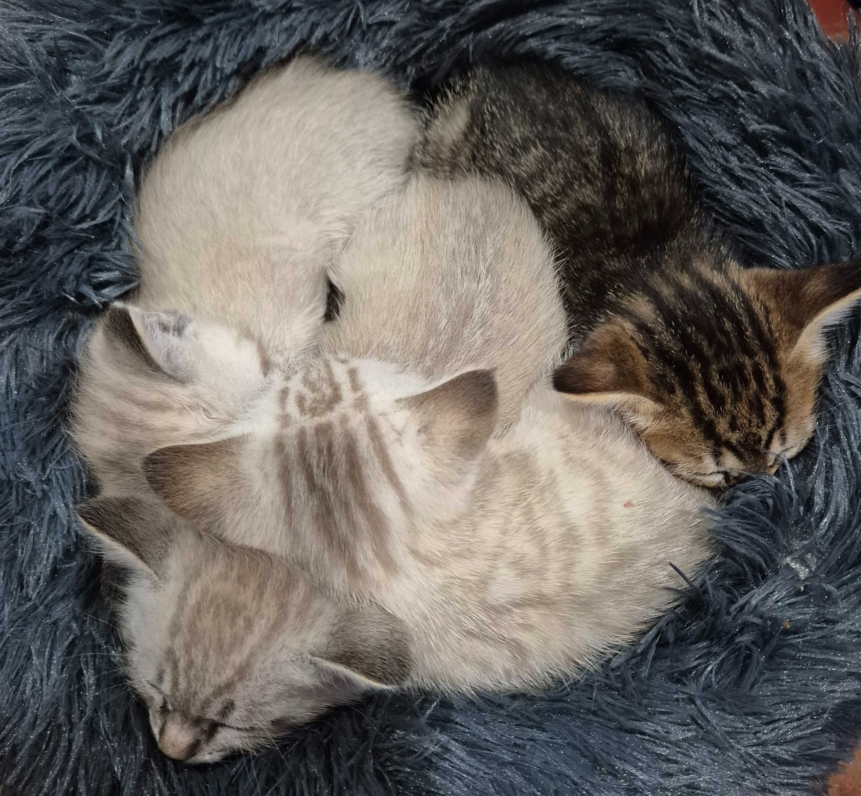 Котята, бесплатно