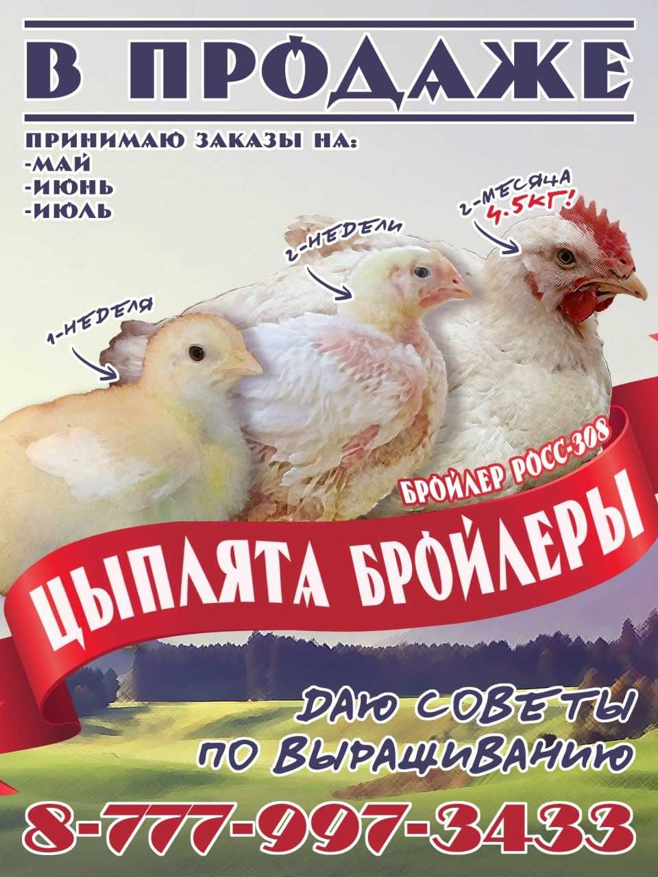 В продаже цыплята бройлеров