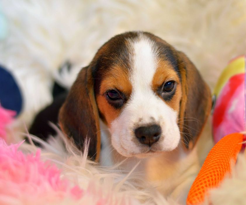 Femela Pui Beagle tricolor din parinti cu pedigree