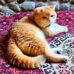 Tozza Shinshila Bri Ny12 Privaznoy Viyaskaga