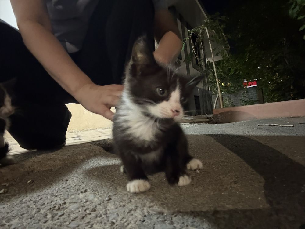 котята ищут дом!