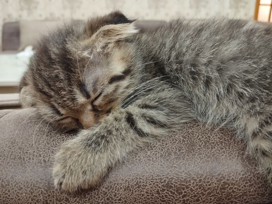 Shvetskiy mushuk bolalari