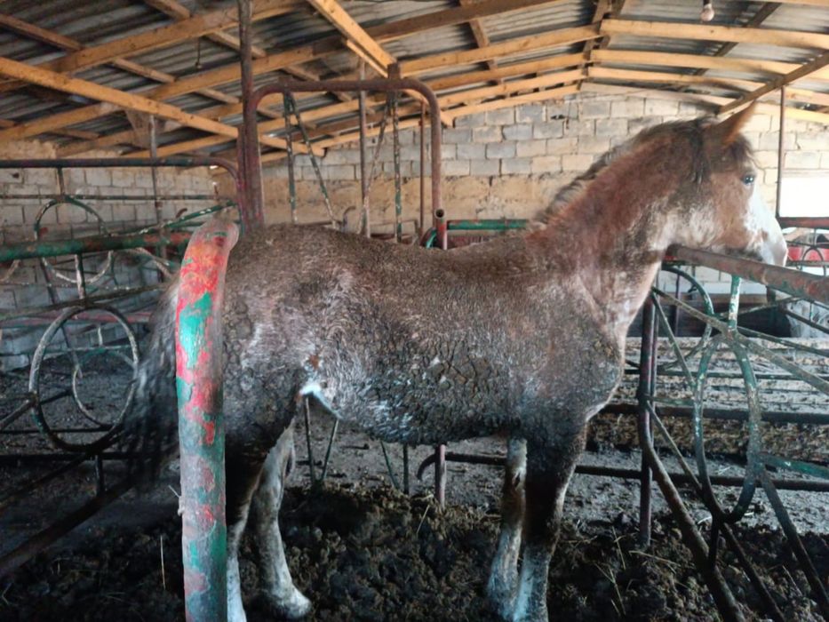 Продам байтал 1.5 годавалый