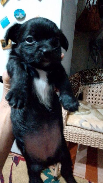 Продаются щеночки Йорка  маленькие