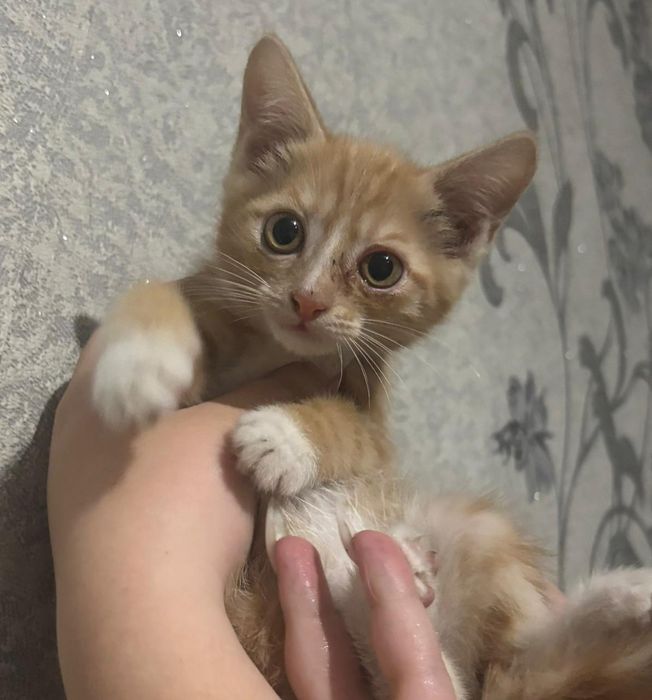 Маленькие котята
