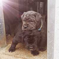 Cane corso FCI pedigree