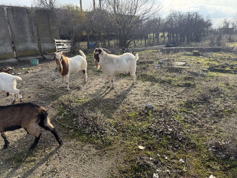 Vand tap boer f frumos