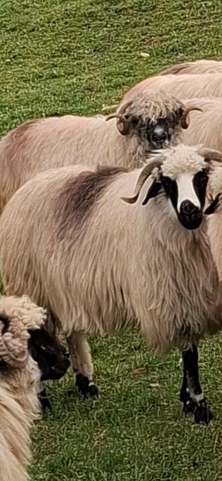 Oaie breaza gestanta