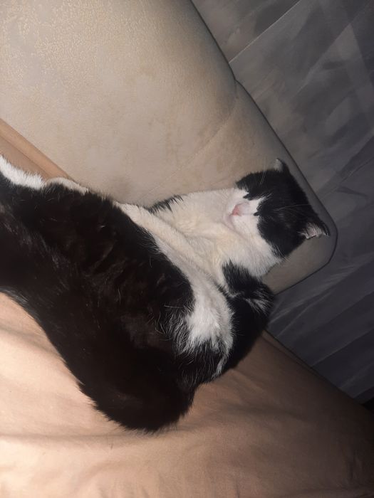 Отдам кота в очень добрые руки