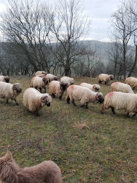 Oi bucalai disponibile