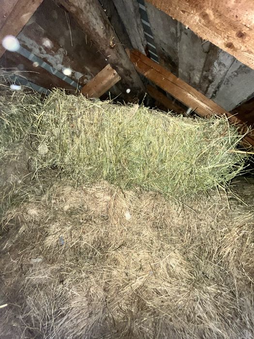 Vand baloate de lucerna