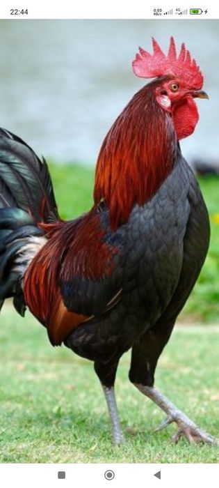 Әтештер сатылады