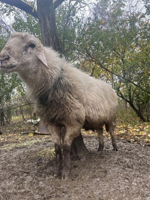 Vând berbec,vârstă: 2 ani