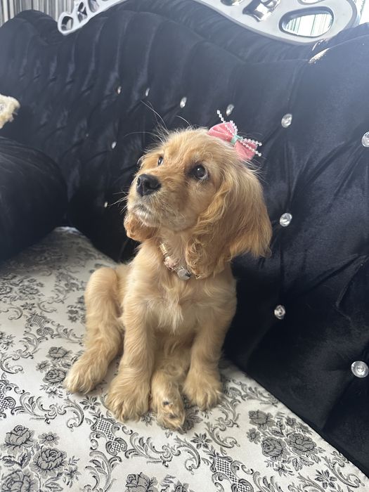 Cocker Spaniel – 2 luni, 2 vaccinuri, 2 deparazitări