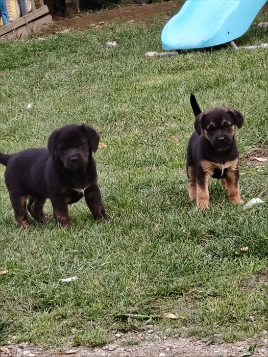 Donez 2 cățelușe de 7 saptamani 
Sunt de talie medie