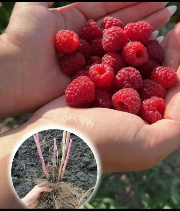 Целогодишни ягоди и малини