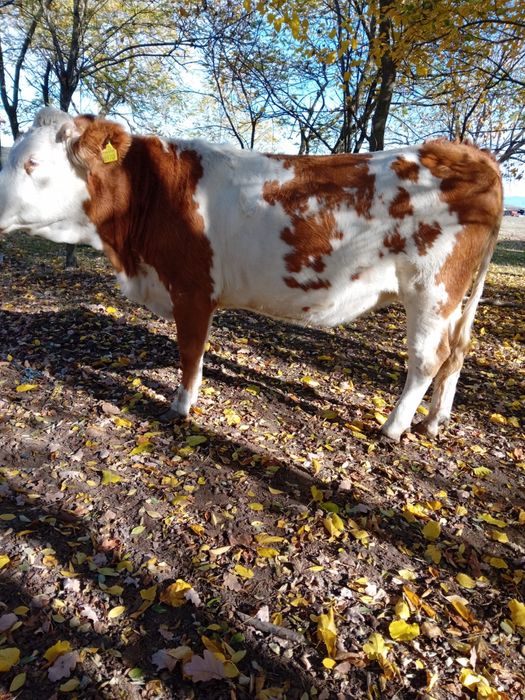Vand doua juninci, cea alba gestanta
