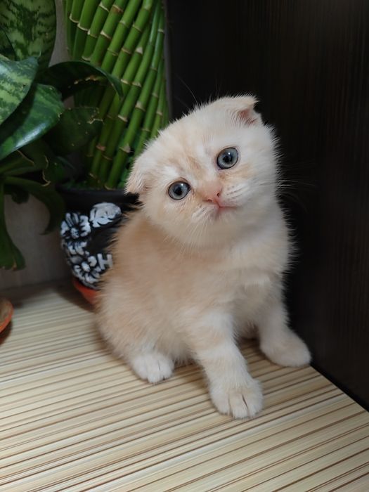 Шотландские Вислоухие Скоттиш Фолд и Скоттиш Страйд девочки.