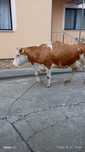 Se vinde vaca   blandă si bună de lapte