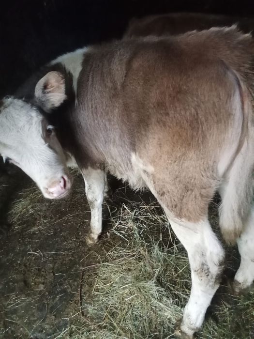 Vând vițea bălțată înțărcată frumoasa