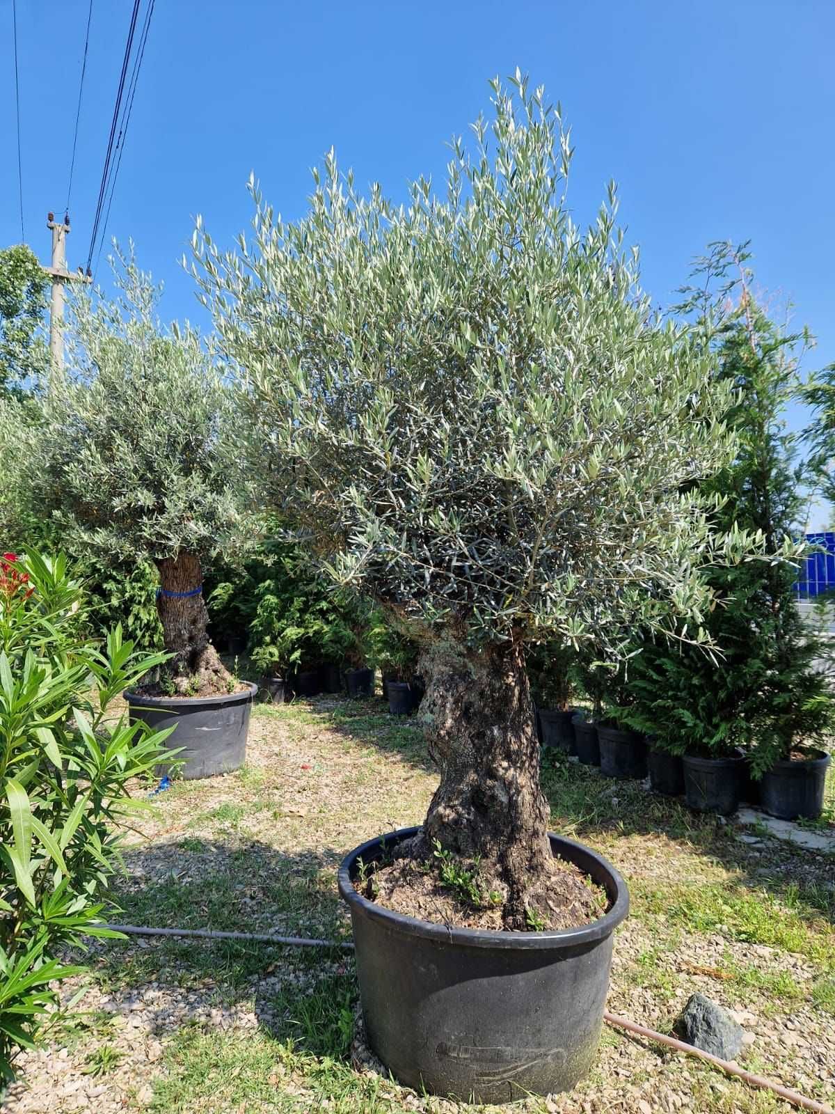 Olea Europaea – Măslini Seculari cu trunchi impresionant