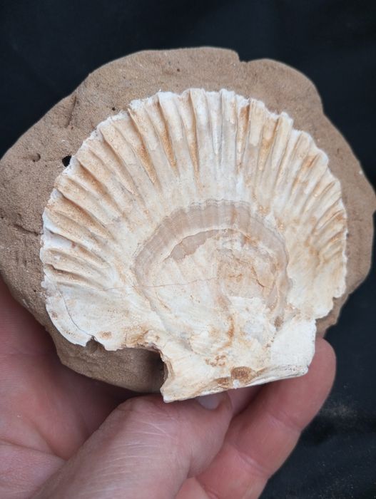 Фосил,мида, Pecten