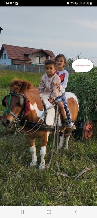 Vând poneița gestanta merge la căruță blândă