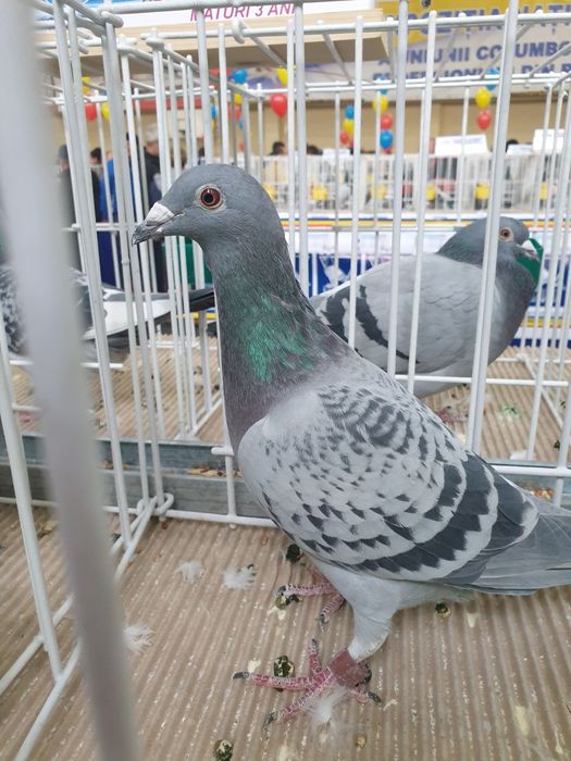 Porumbei ! Pui frați cu porumbeii participanți în expo UCPR