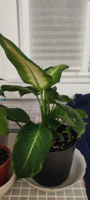 Дифинбахия , замиокулькас,хойя