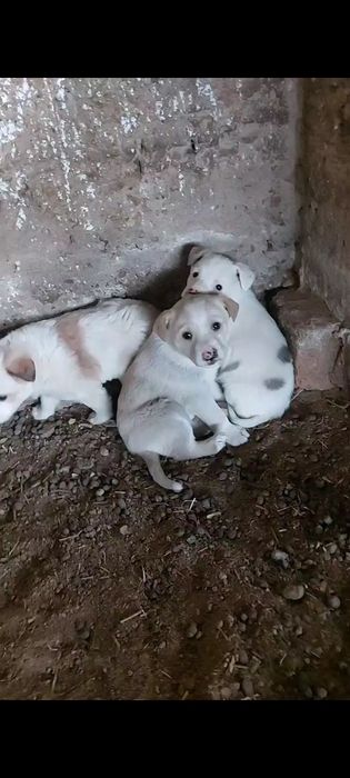 Щенки отдам Даром  3 девочки 1 мальчика