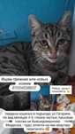 Найдена кошечка в подъезде. Ищем прежних или новых хозяев!