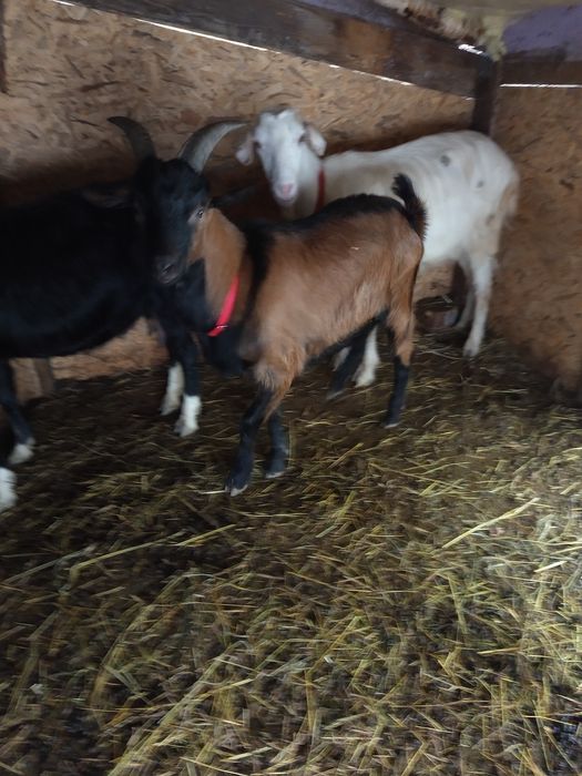 Vand capre si ieduțe