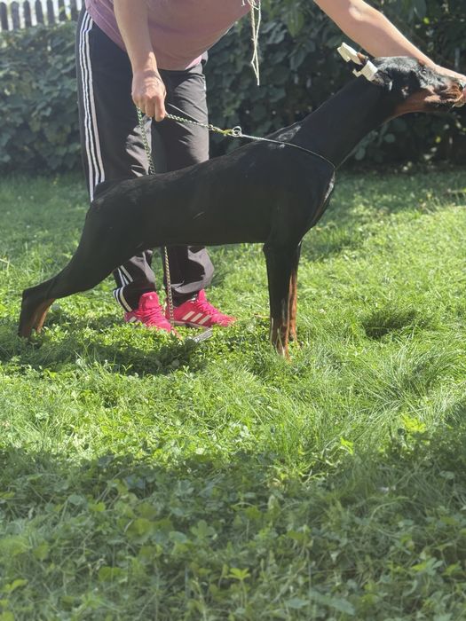 Cățeluș Doberman