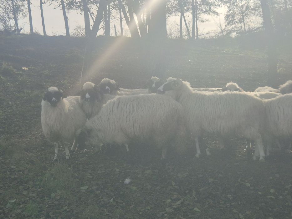 Vand 14 oi și un berbec  , doar una este la a 4 fatare .