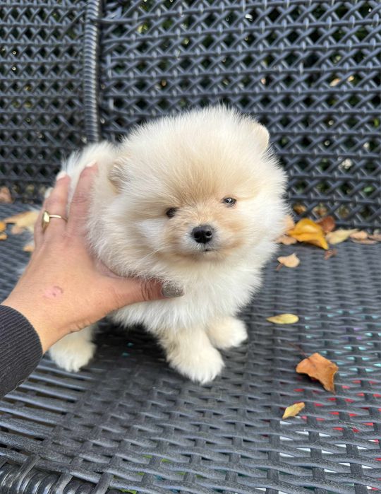 Померан мини мъжко