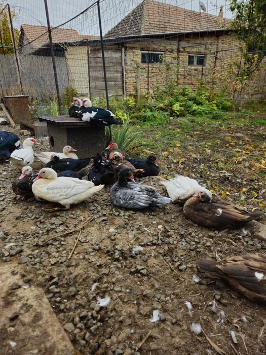 Vand sau schimb rațe mute