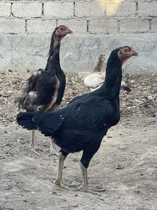 Dakan tovuq dakan дакан