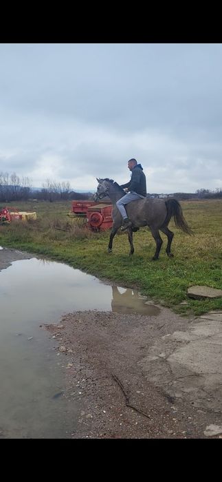 Iapa 5 ani pur sange arab