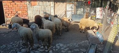 Продавам агнета и овца