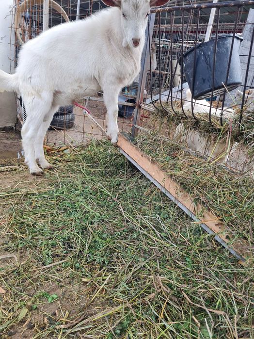 TAP  SAANEN   - tanar din  2025