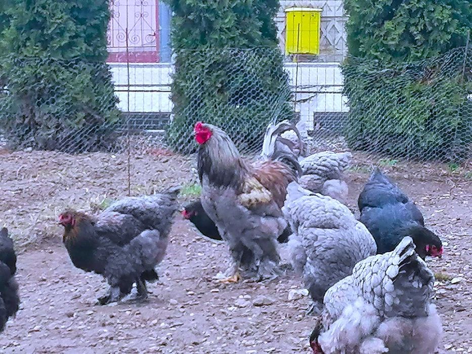 Vând cocos brahma
