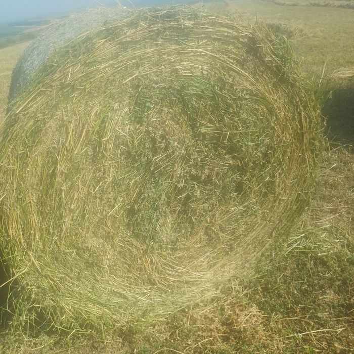 Vînd baloti lucerna