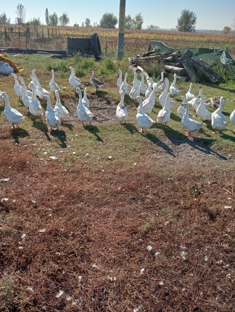 Gâște de vânzare