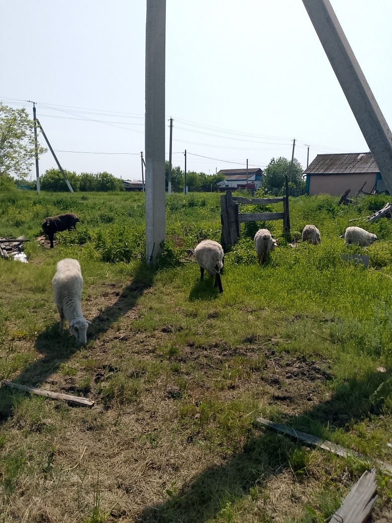 Продам Баранов пять голов