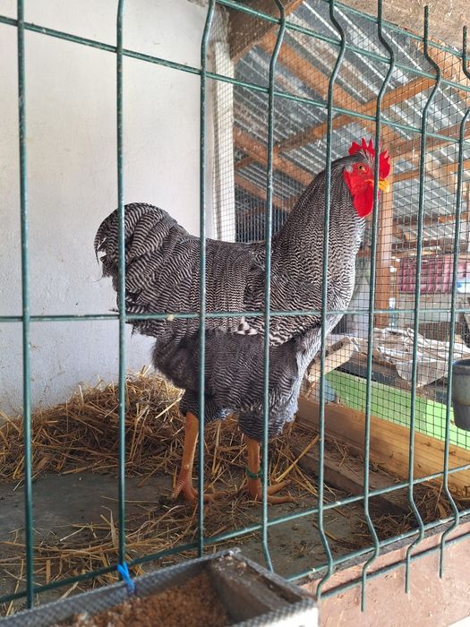 Găini Playmouth rock barat.